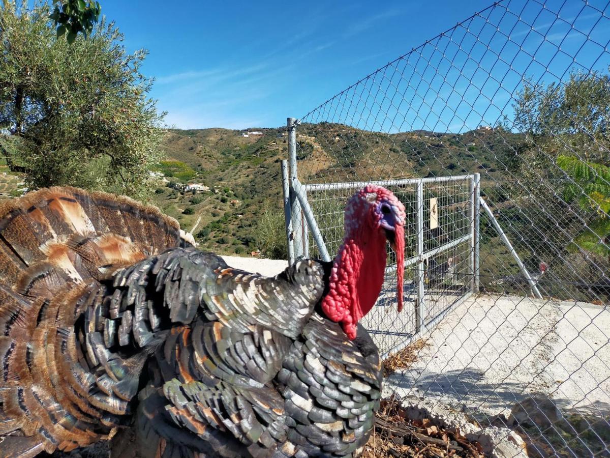 Paraje El Pozo Málaga Eksteriør billede