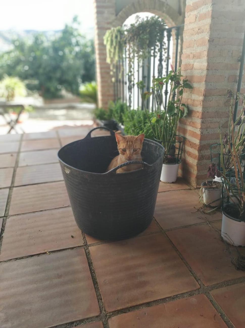 Paraje El Pozo Málaga Eksteriør billede